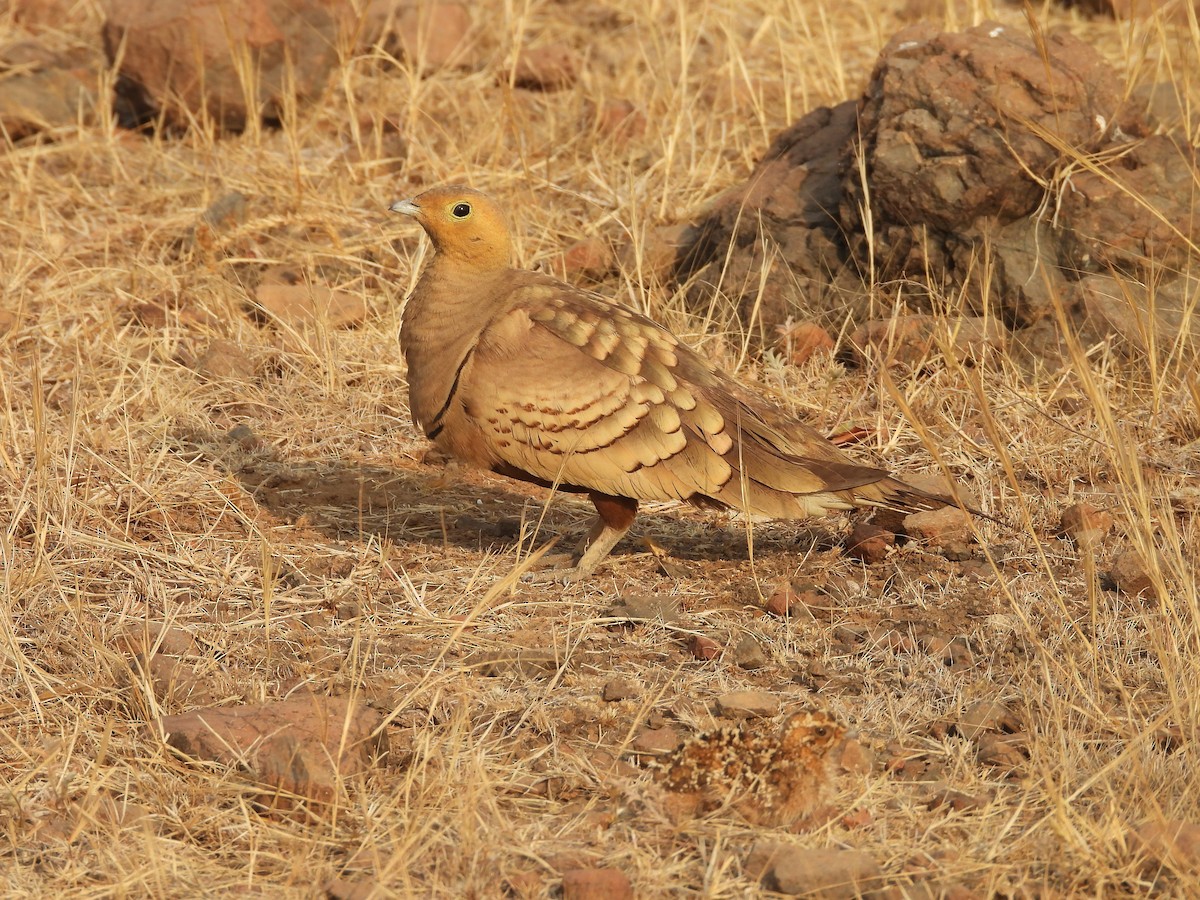 Chestnut-bellied Sandgrouse - ML624578601