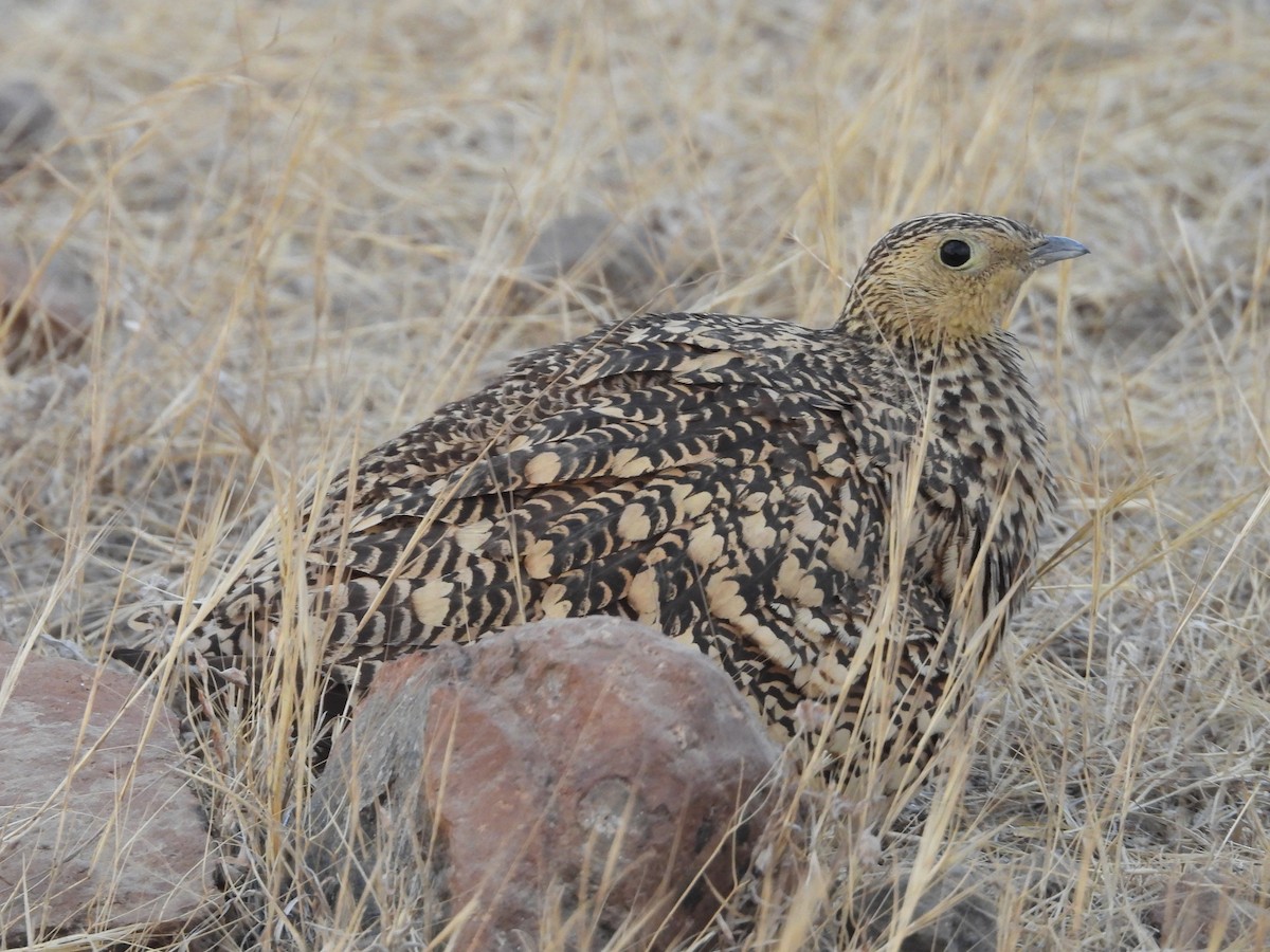 Chestnut-bellied Sandgrouse - ML624578602