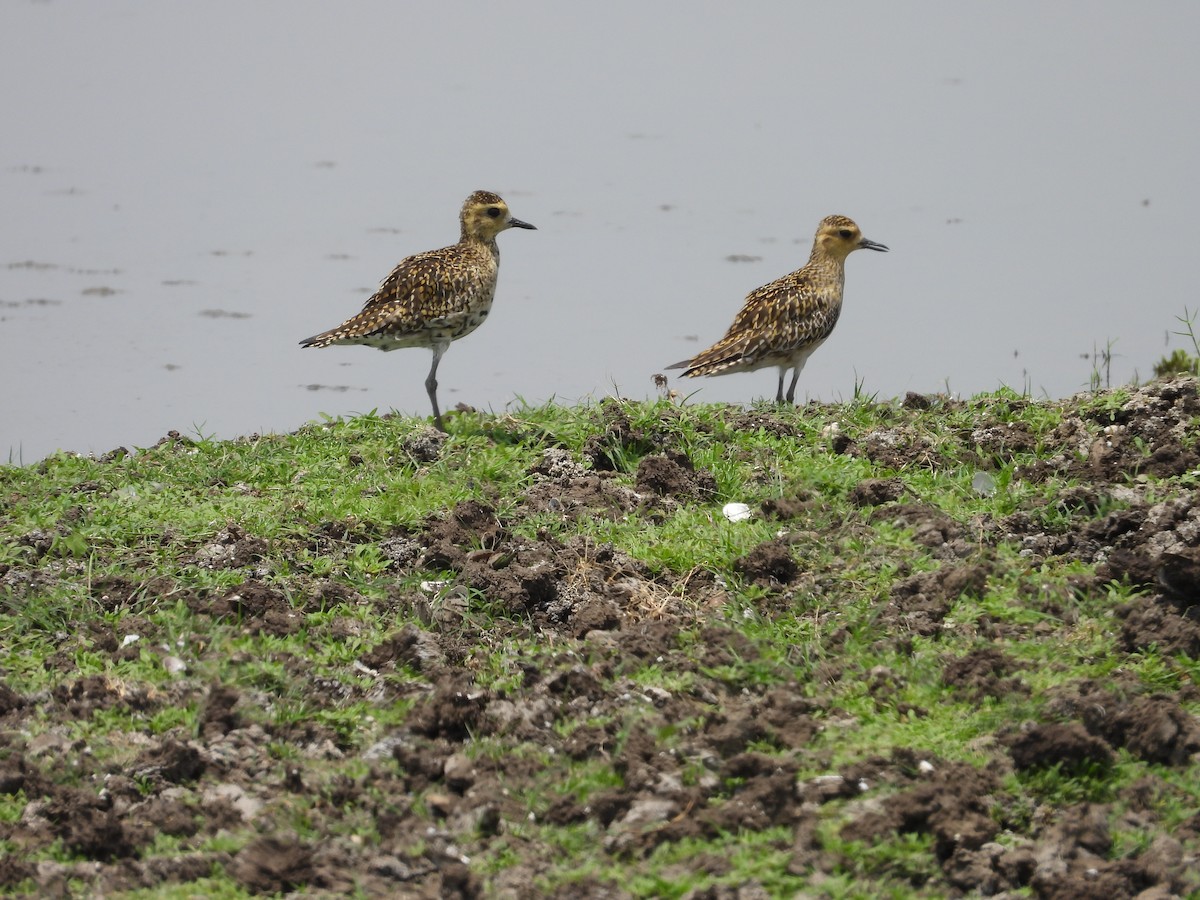 Pacific Golden-Plover - ML624578603