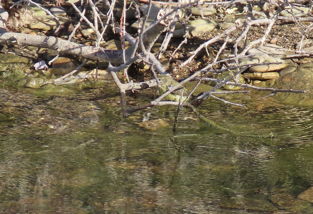 Orange-crowned Warbler - ML624578608