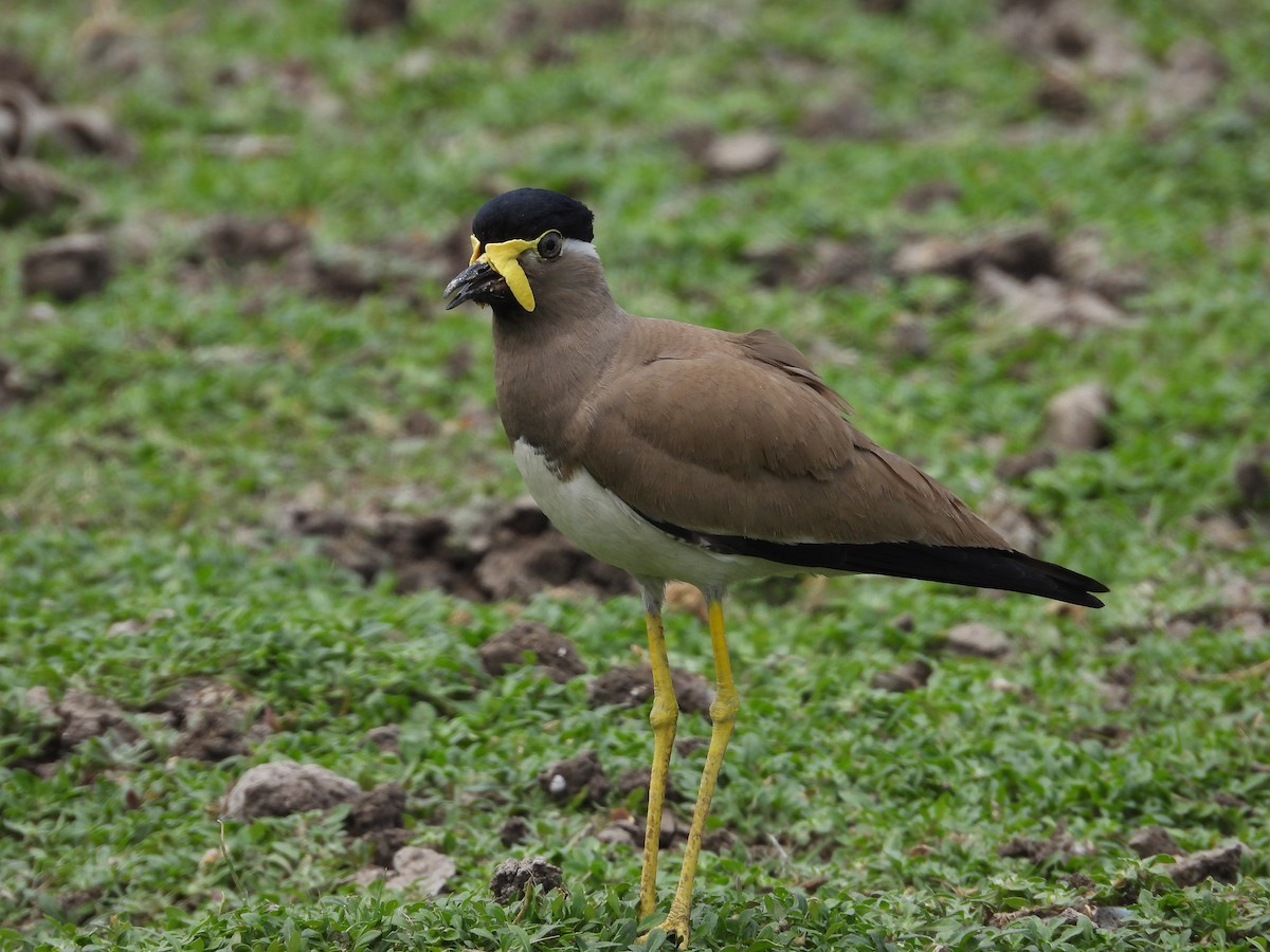 Yellow-wattled Lapwing - ML624578609