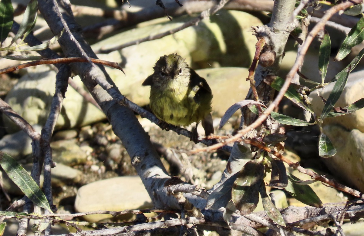 Orange-crowned Warbler - ML624578610