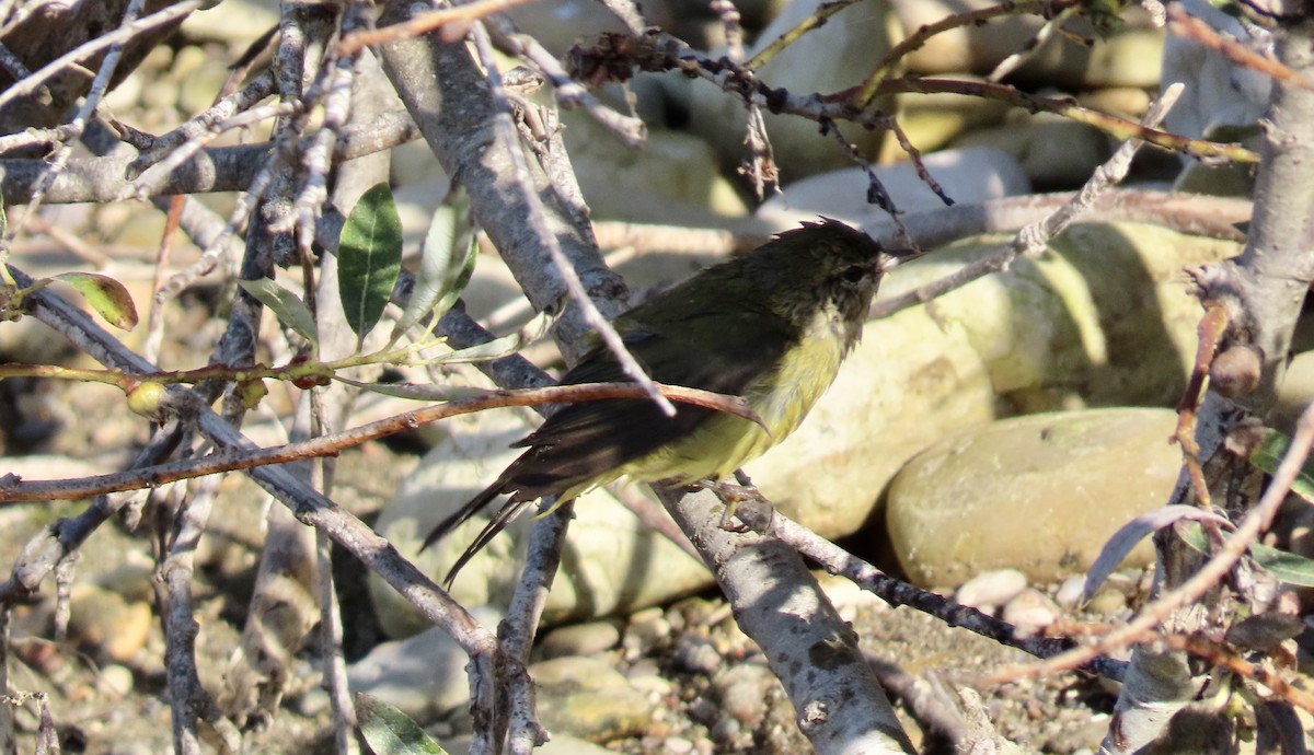 Orange-crowned Warbler - ML624578611