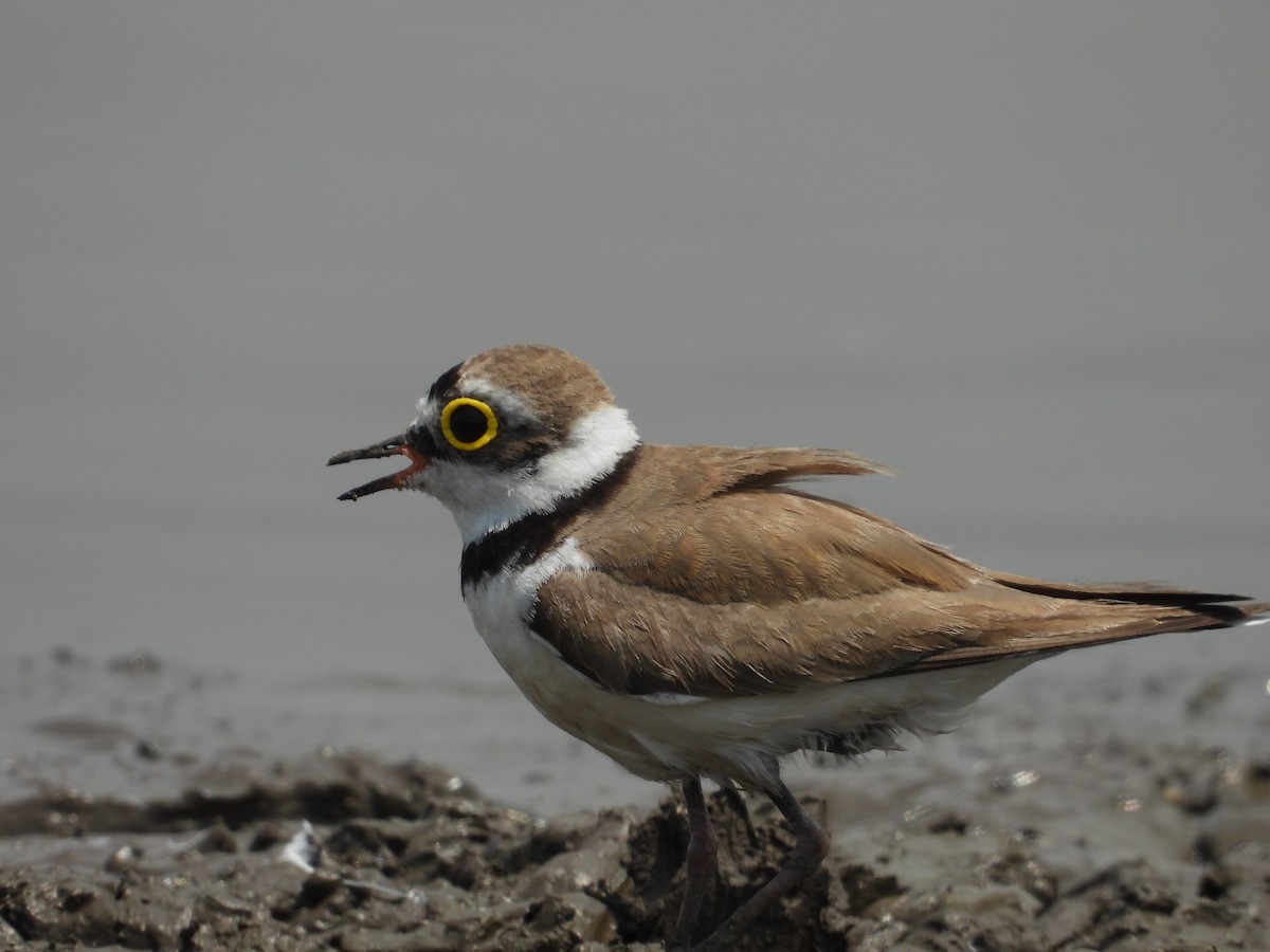 Little Ringed Plover - ML624578613