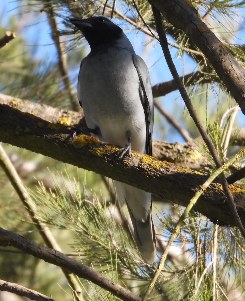 Black-faced Cuckooshrike - ML624578615