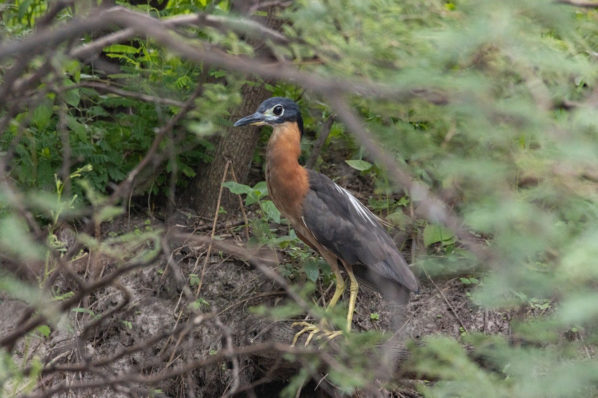 White-backed Night Heron - ML624578617