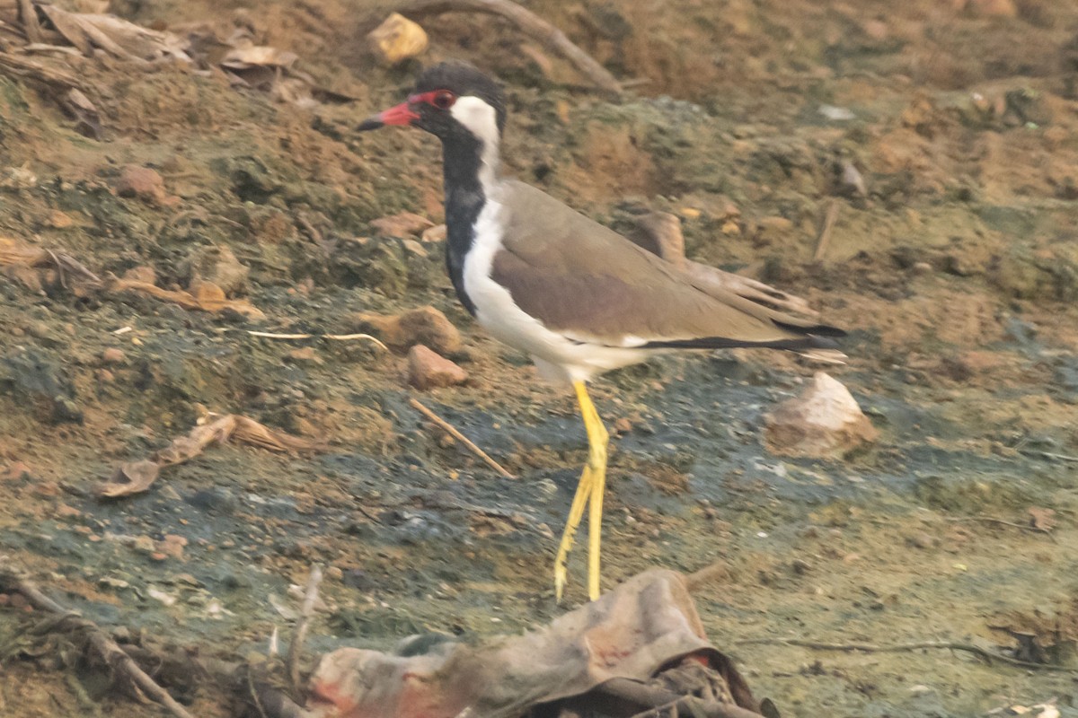 Red-wattled Lapwing - ML624578618