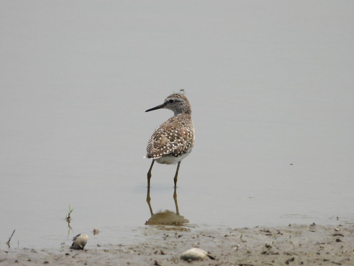 Wood Sandpiper - ML624578621