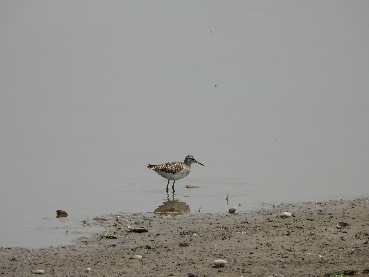 Wood Sandpiper - Pankaj and Ameya Chaturvedi