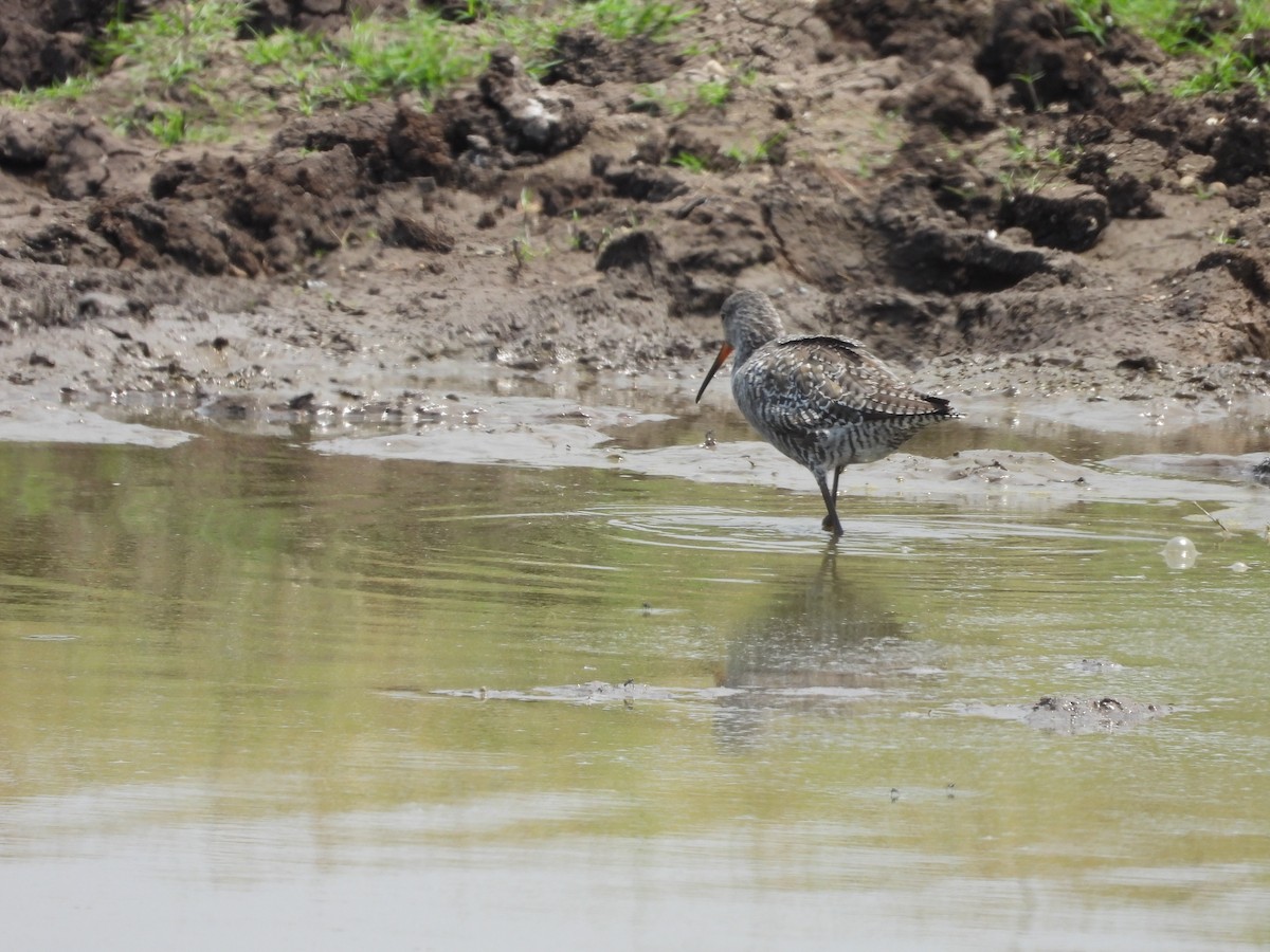 Spotted Redshank - ML624578623