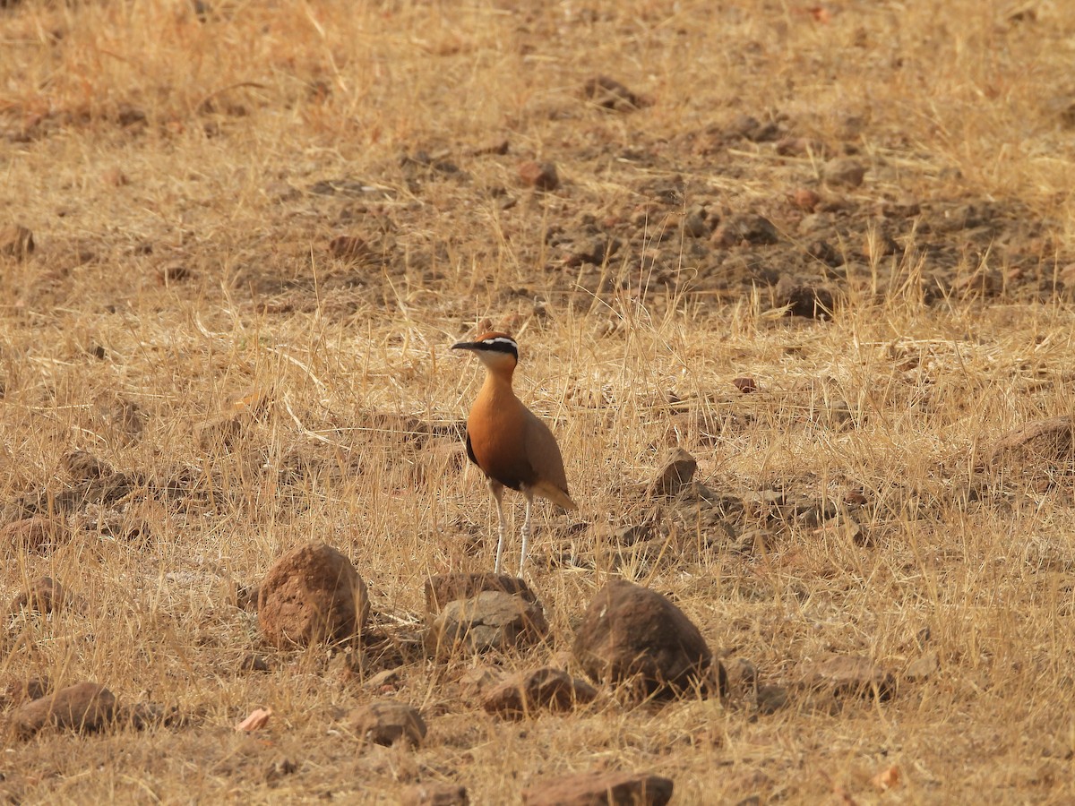 Indian Courser - ML624578624