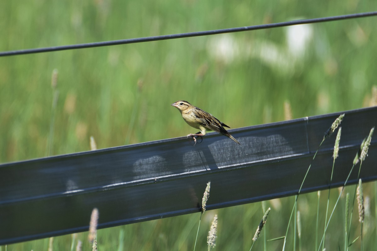 Bobolink - ML624578626