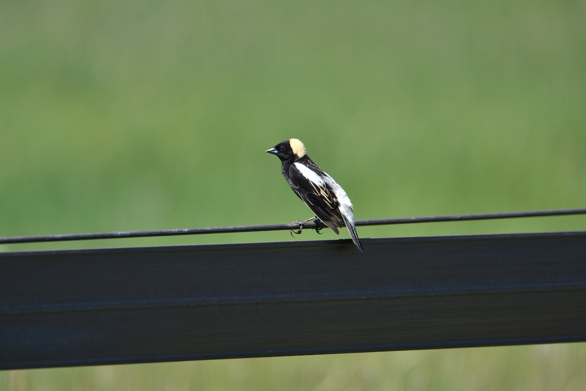 Bobolink - ML624578627