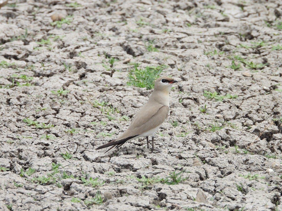 Small Pratincole - ML624578628