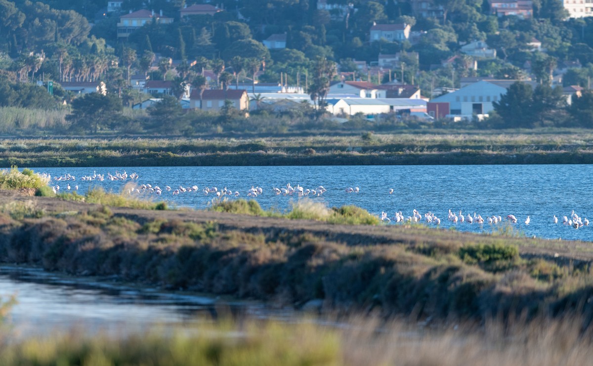 Greater Flamingo - ML624578630