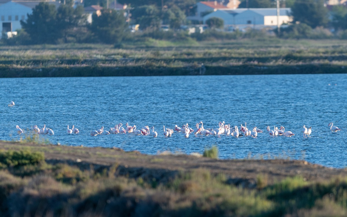 Greater Flamingo - ML624578631