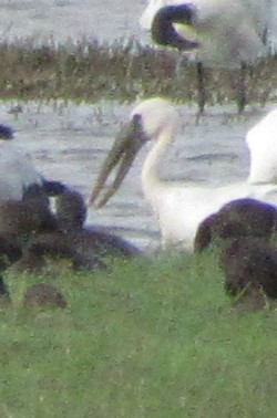 Asian Openbill - ML624578632