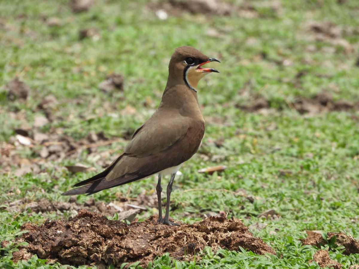 Oriental Pratincole - ML624578637