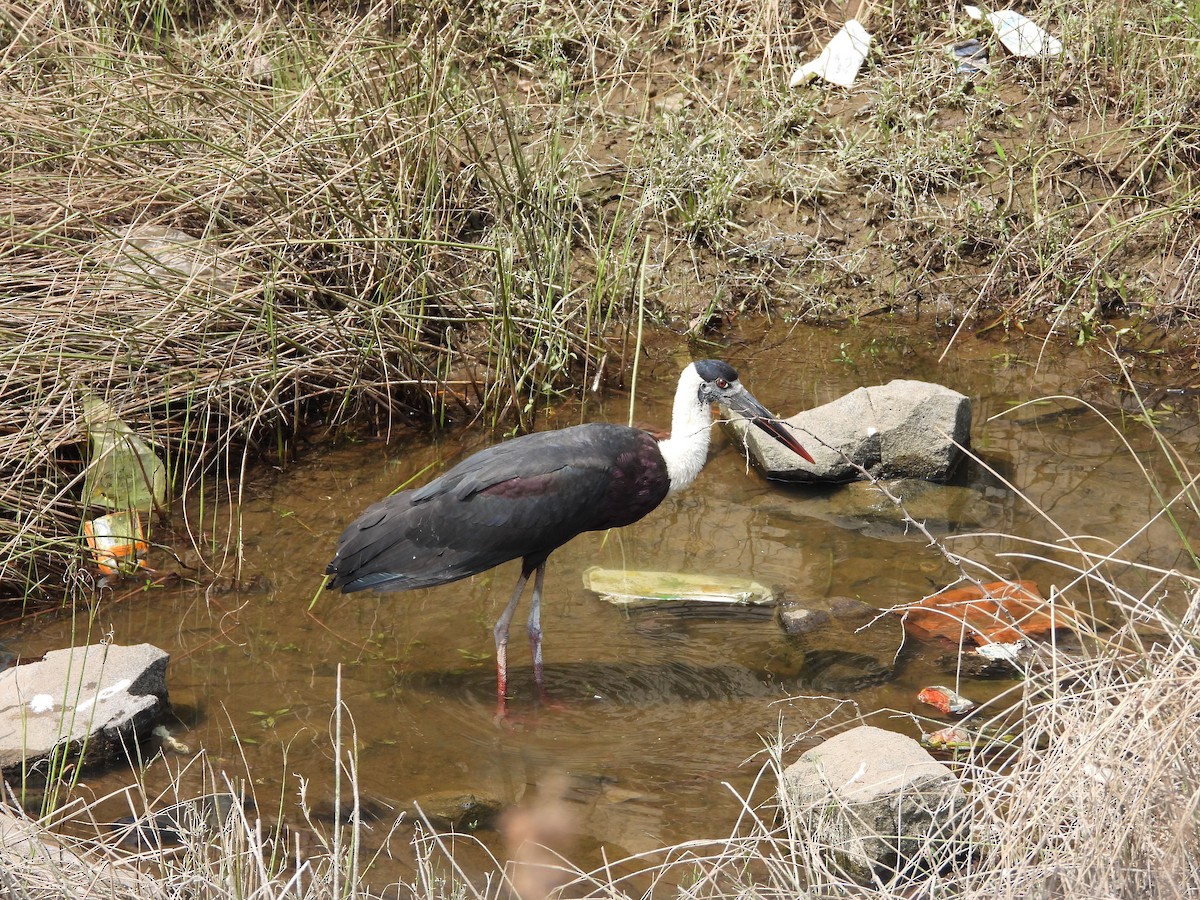 Asian Woolly-necked Stork - ML624578646