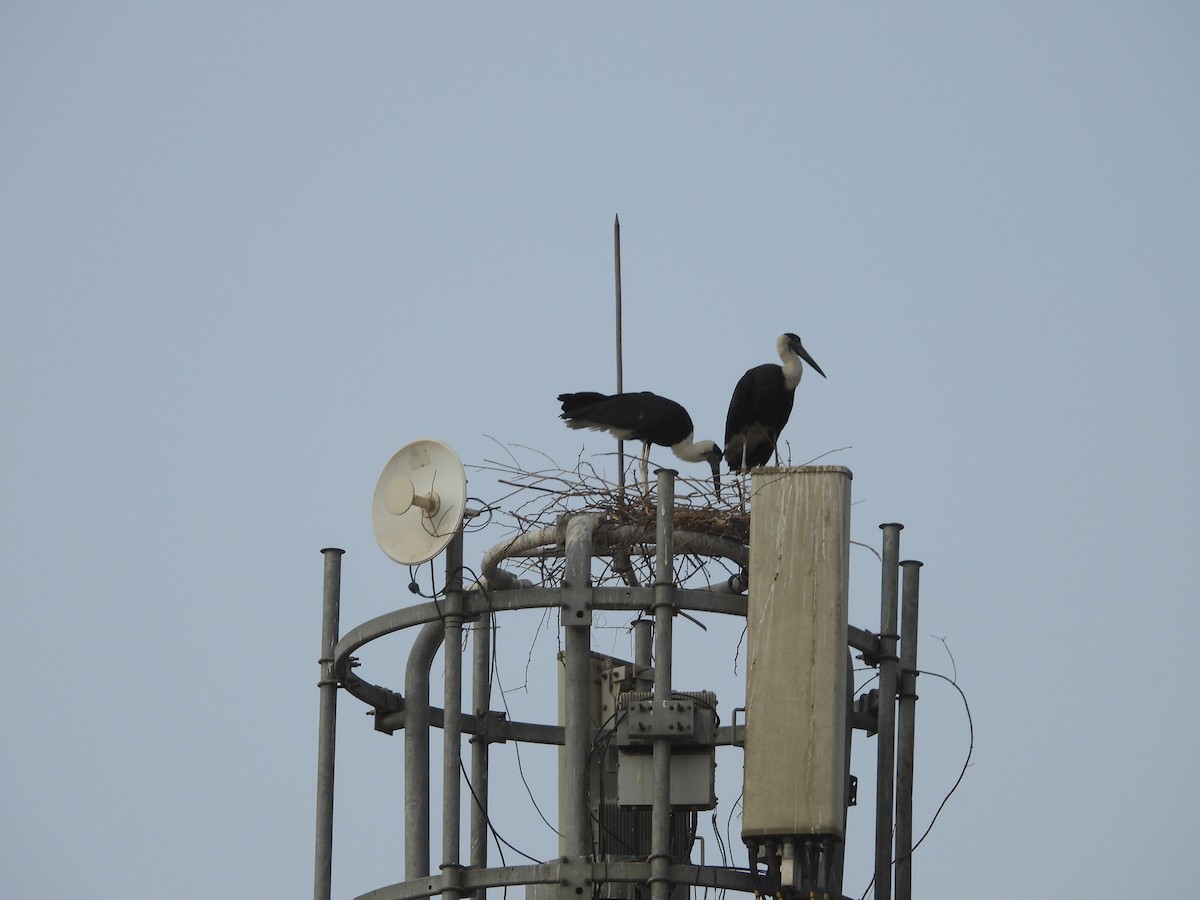 Asian Woolly-necked Stork - ML624578647