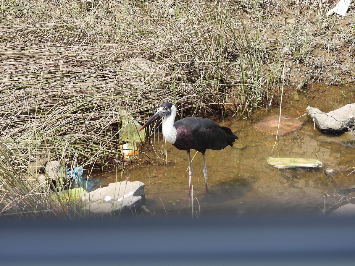 Asian Woolly-necked Stork - ML624578648