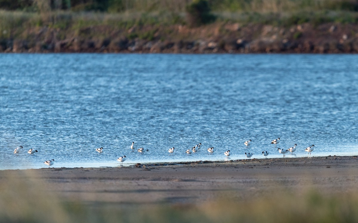 Pied Avocet - Serge Horellou