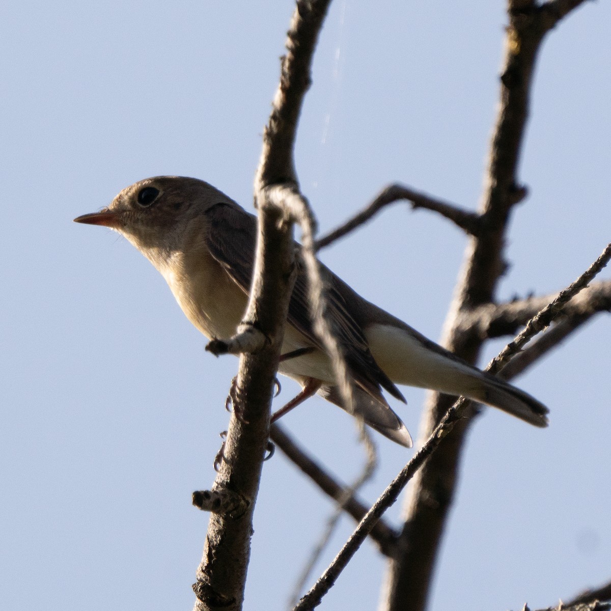 Red-breasted Flycatcher - ELIF OGRALI