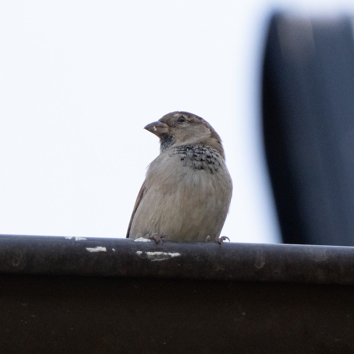 House Sparrow - ML624578654