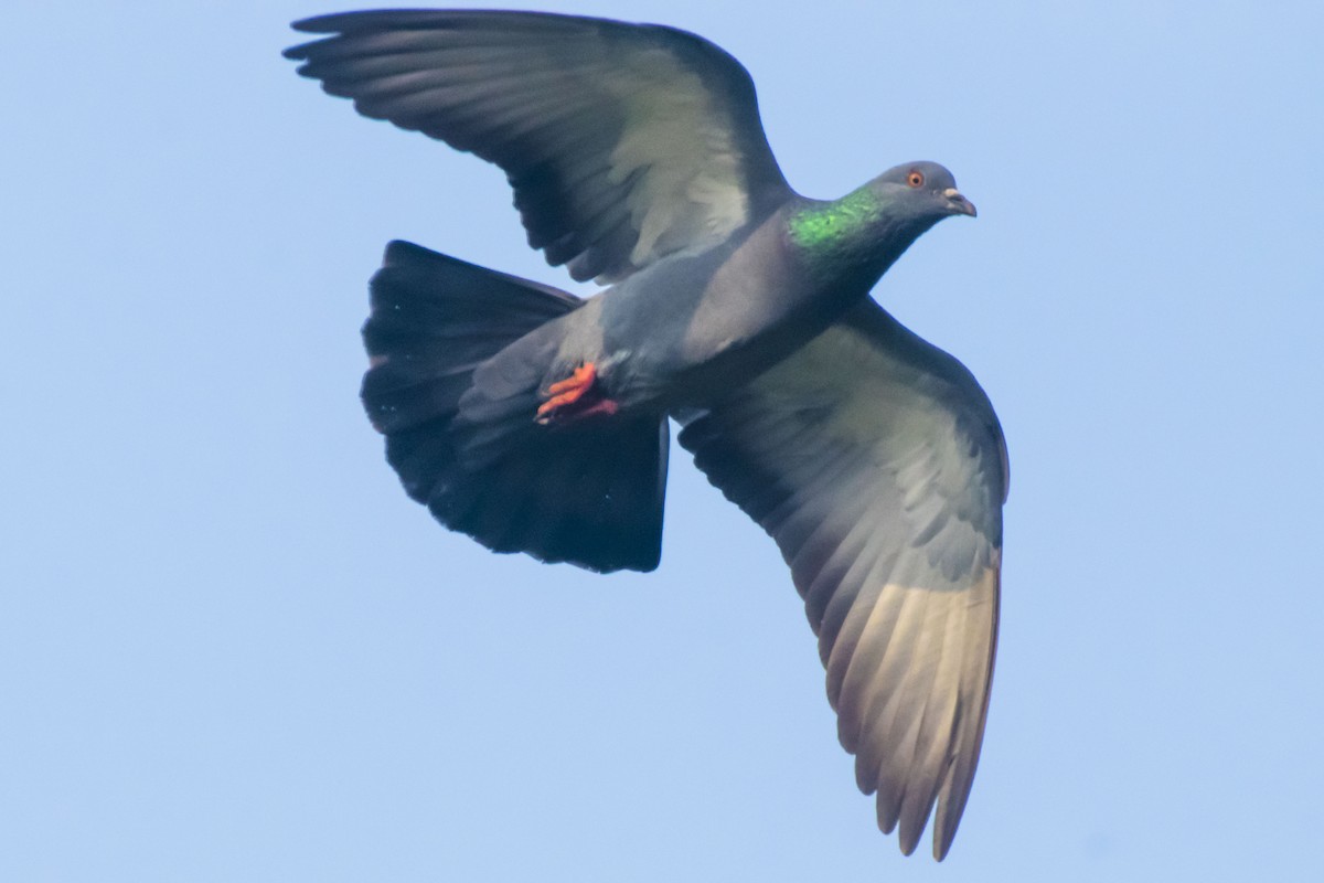 Rock Pigeon (Feral Pigeon) - ML624578656