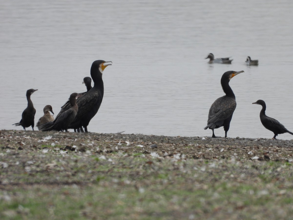 Great Cormorant - ML624578657