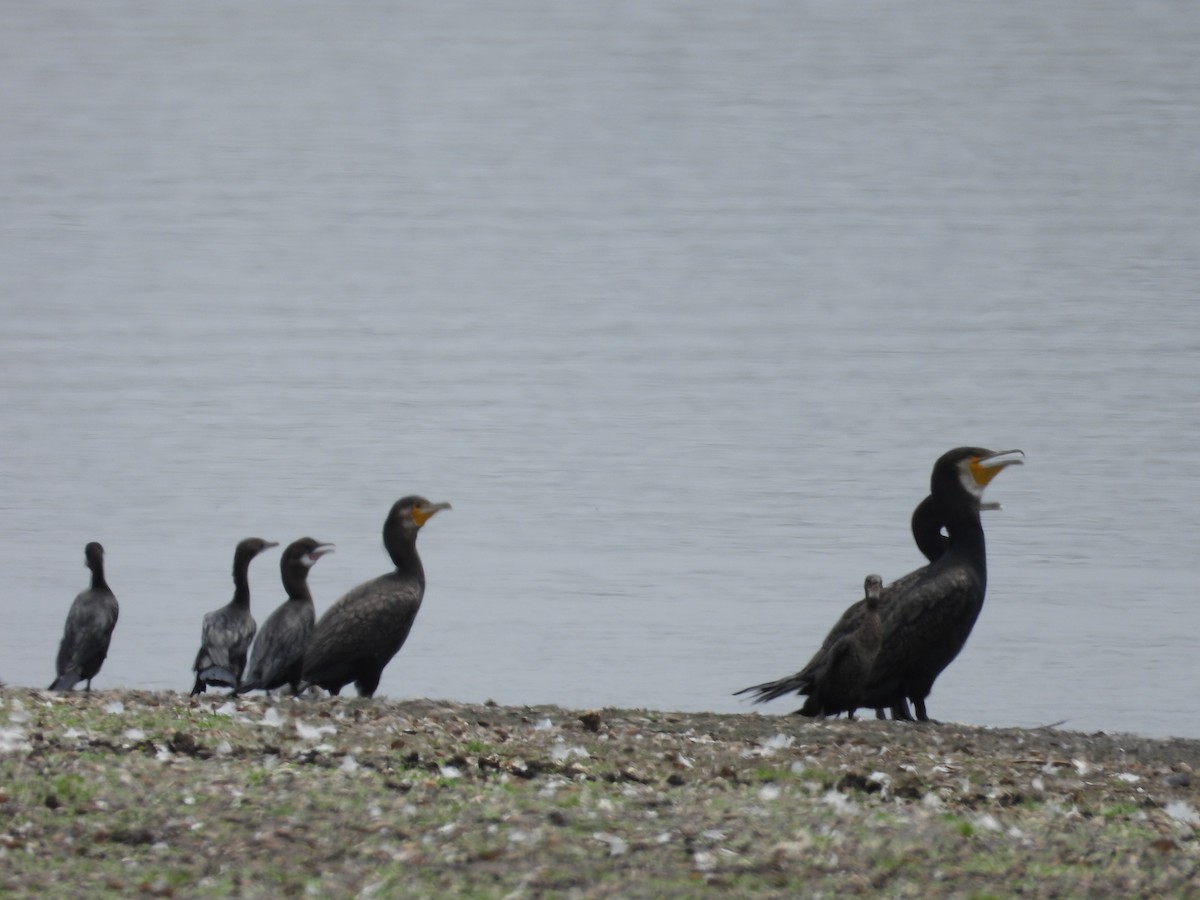 Great Cormorant - ML624578658