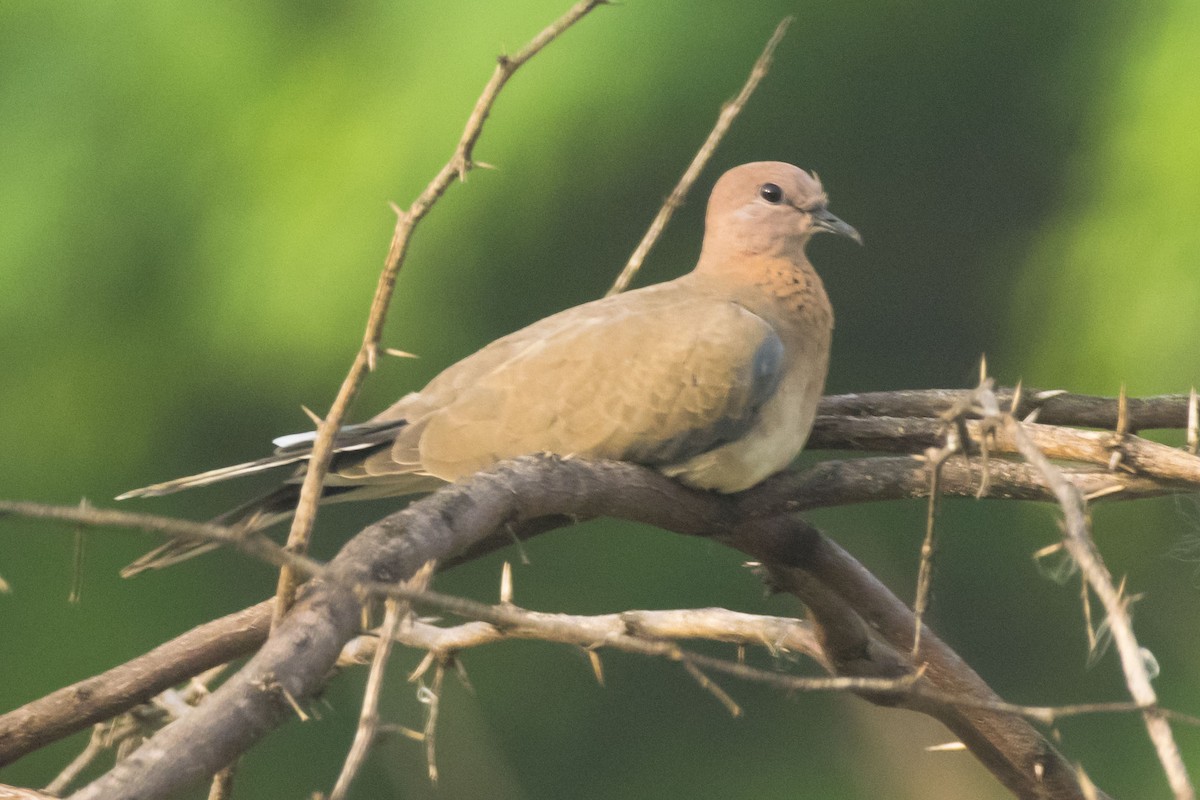 Laughing Dove - ML624578661