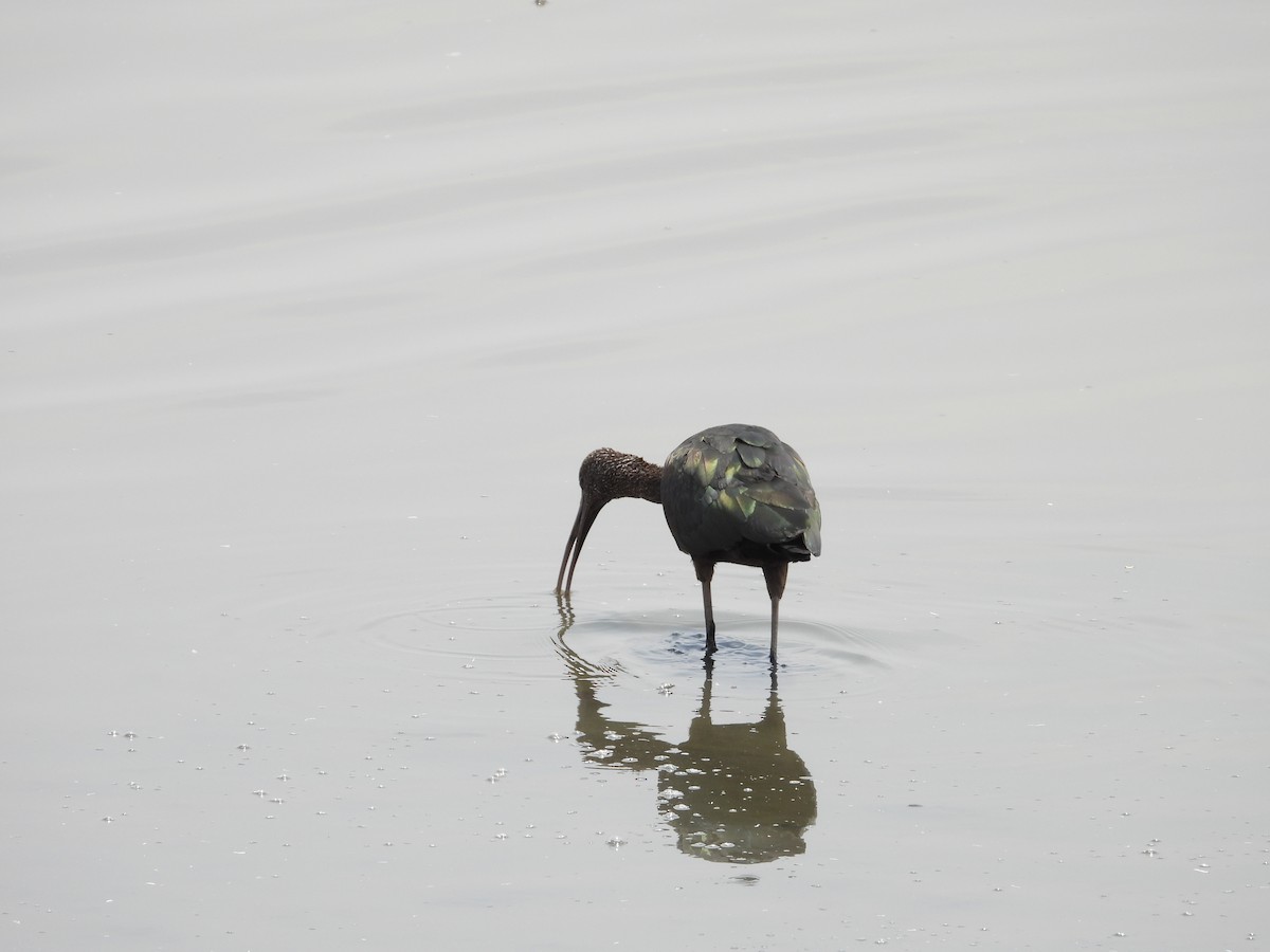 Glossy Ibis - ML624578664