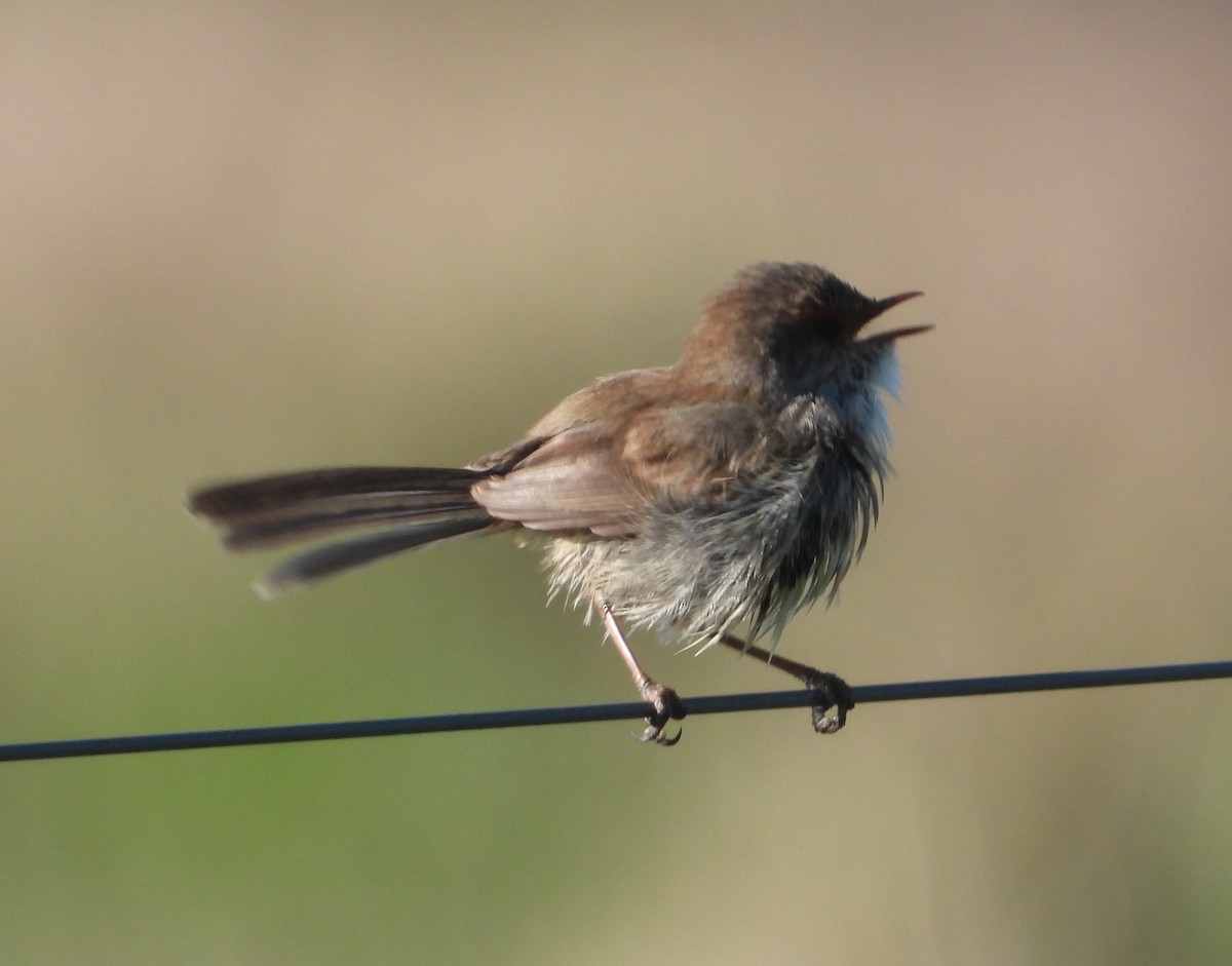 Superb Fairywren - ML624578667