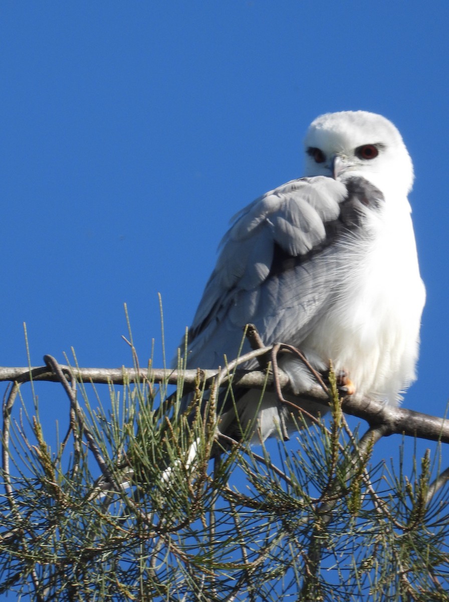 Black-shouldered Kite - ML624578669