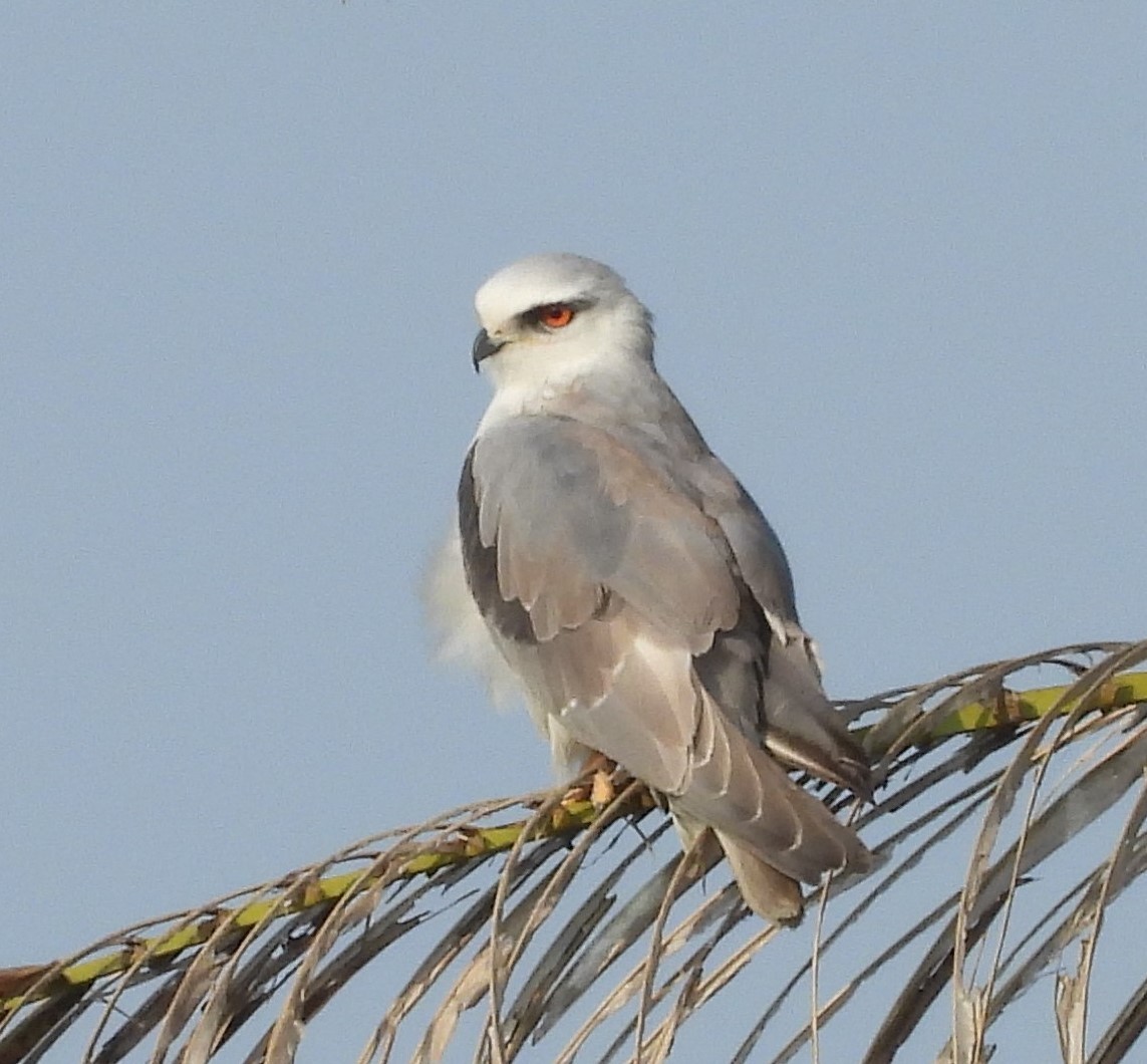 Black-winged Kite - ML624578672