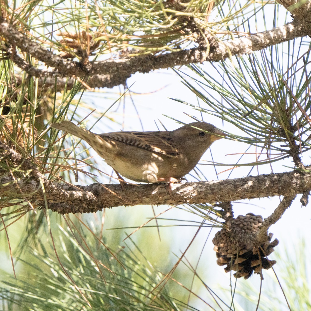 House Sparrow - ML624578673