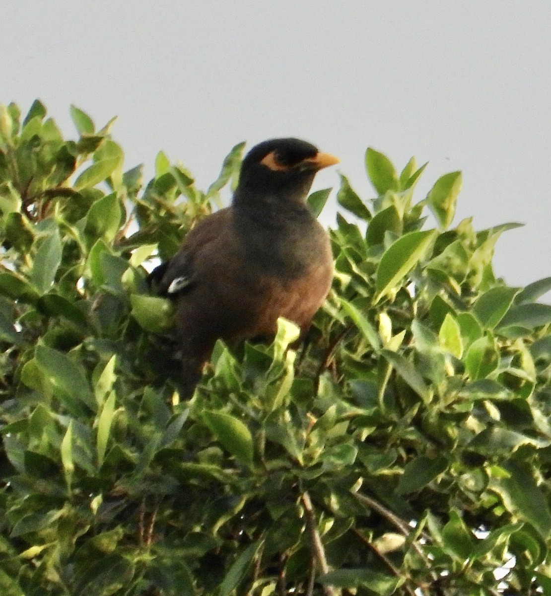 Common Myna - ML624578679