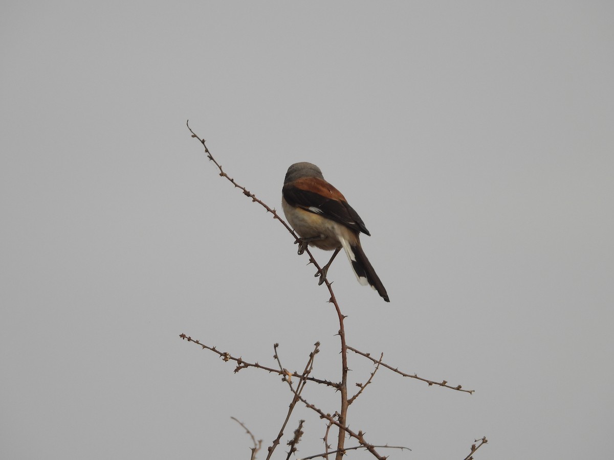 Bay-backed Shrike - ML624578683