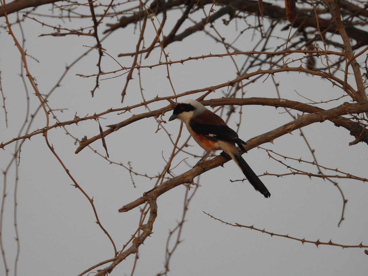 Bay-backed Shrike - ML624578684