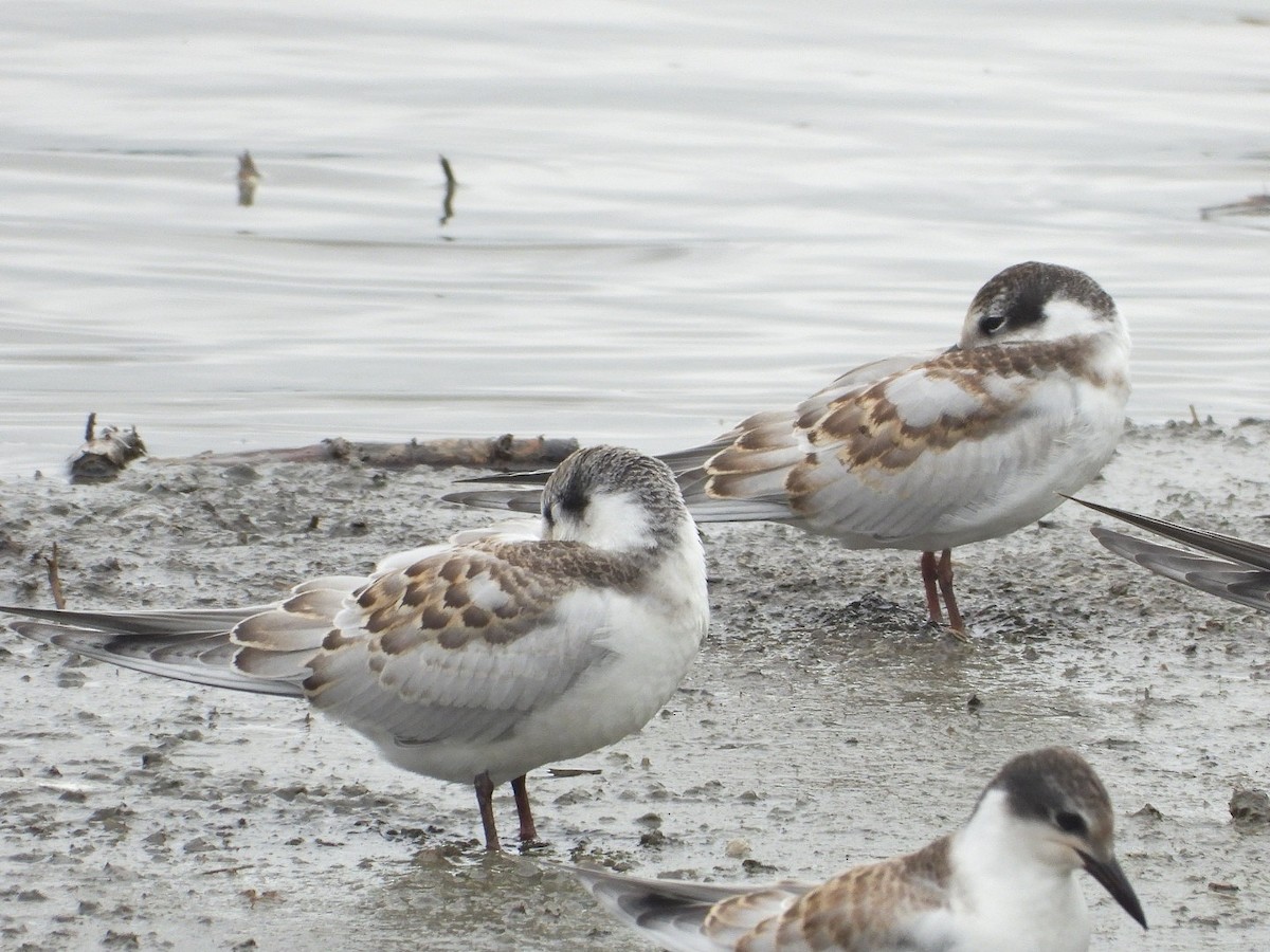 Whiskered Tern - Ivan V