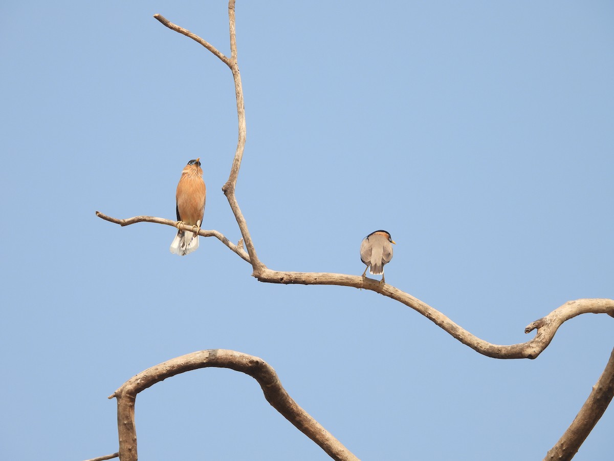 Brahminy Starling - ML624578696