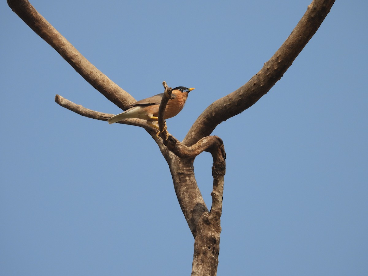 Brahminy Starling - ML624578697