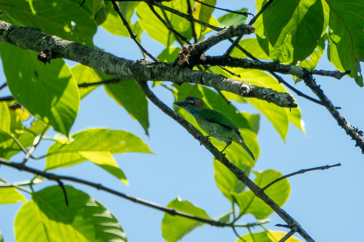 Blue-eared Barbet - Najmuddin Fakhruddin