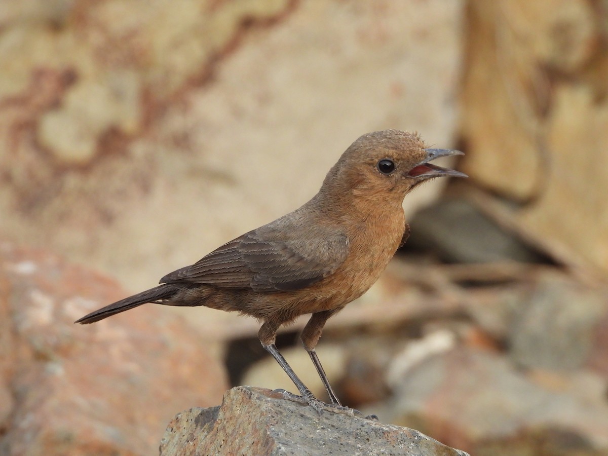 Brown Rock Chat - ML624578700