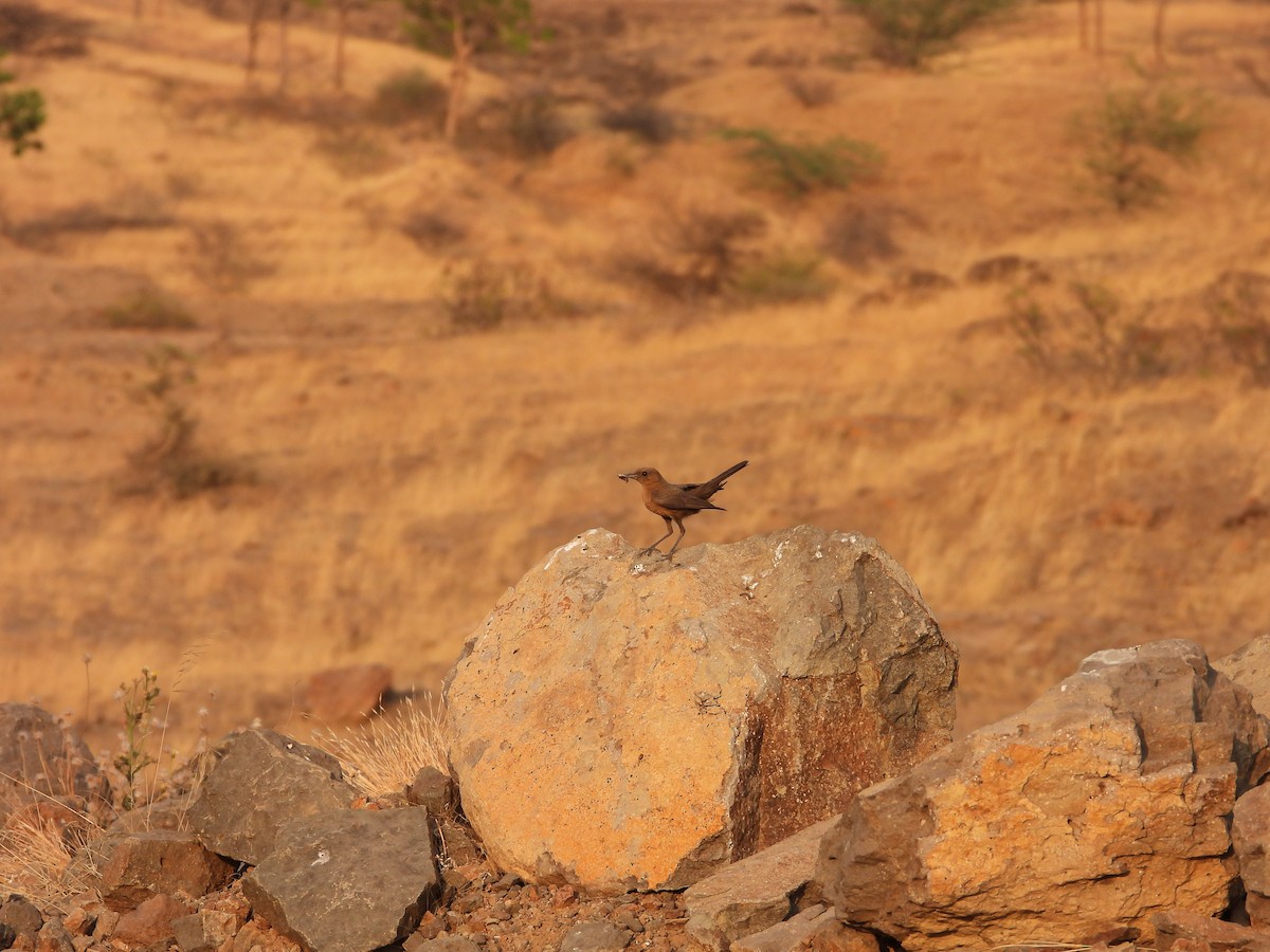 Brown Rock Chat - ML624578701