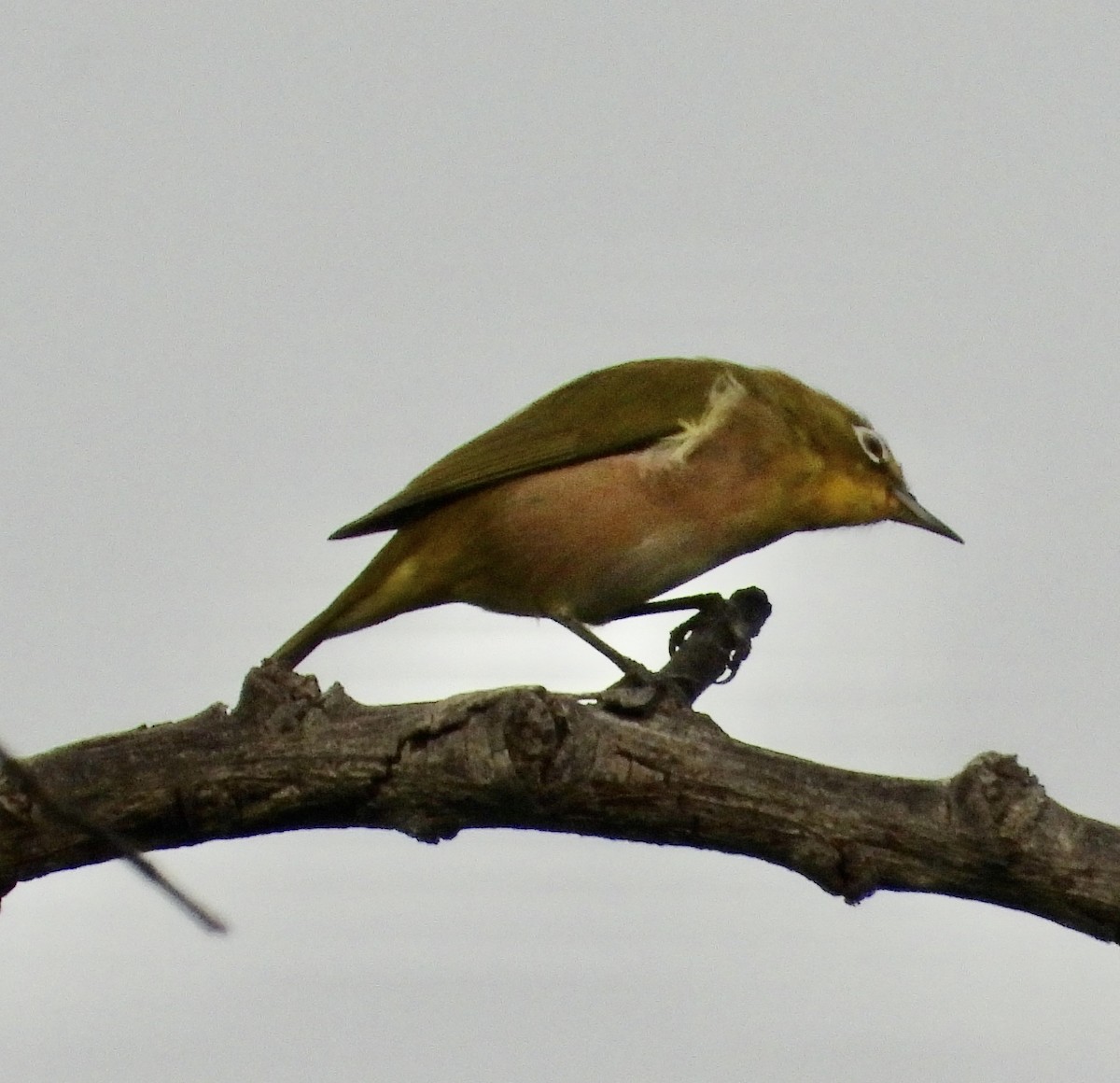 Warbling White-eye - Sally Bergquist