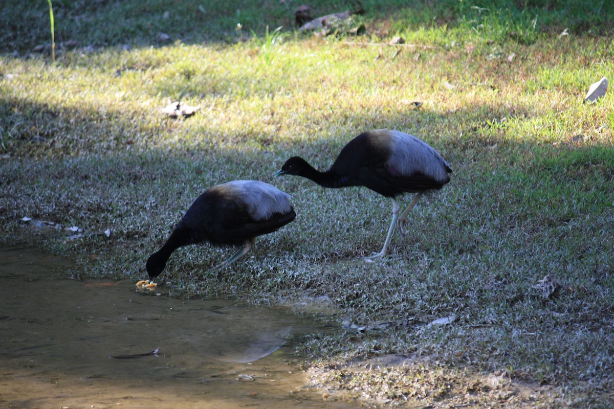 Gray-winged Trumpeter - ML624578709