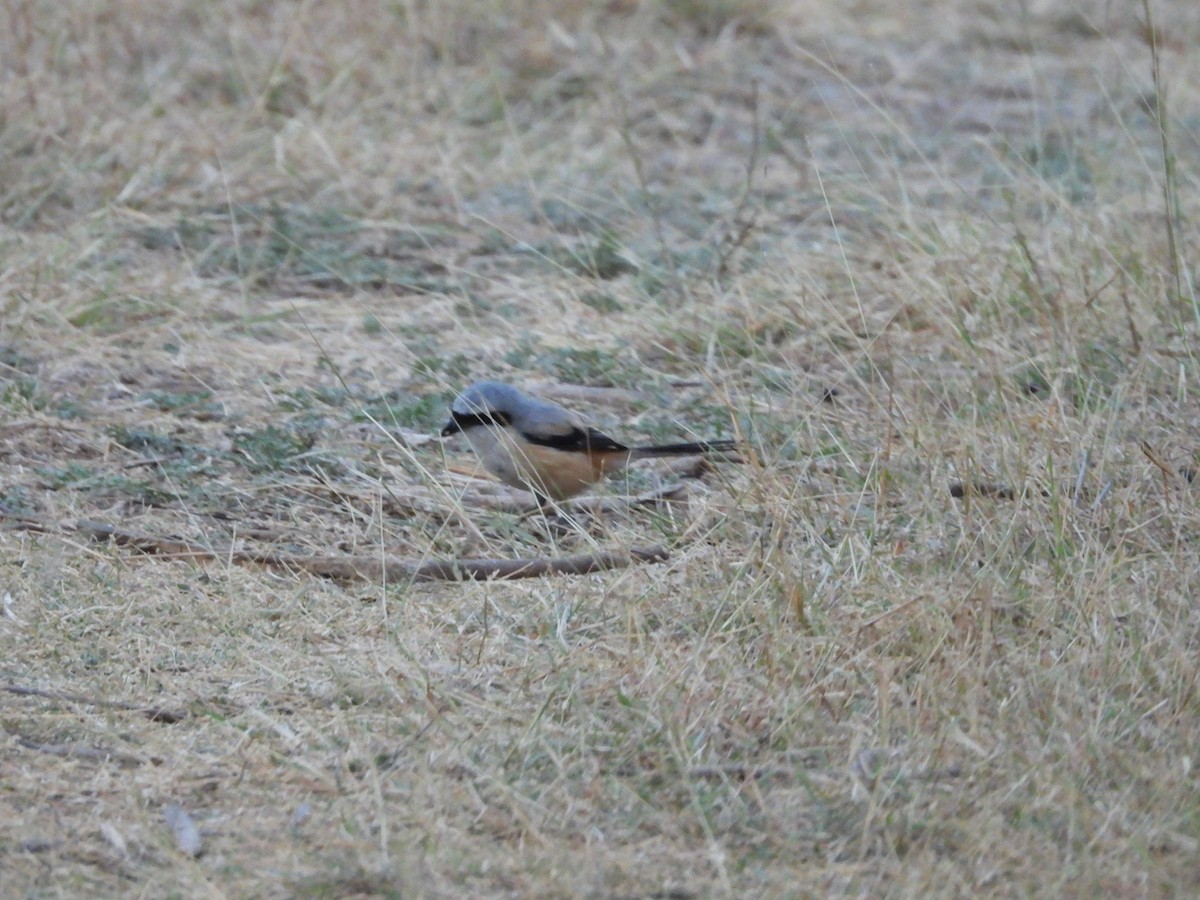 Long-tailed Shrike - ML624578792