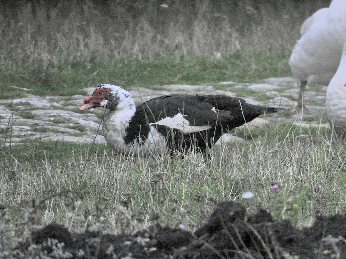 Muscovy Duck (Domestic type) - ML624578796